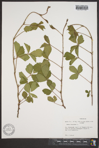 Rubus hispidus image