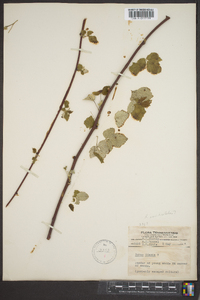 Rubus occidentalis image