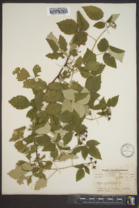 Rubus occidentalis image