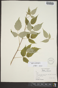 Rubus occidentalis image