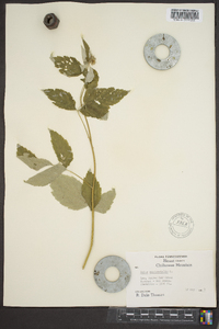 Rubus occidentalis image