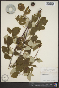 Rubus occidentalis image