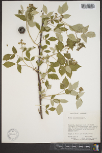 Rubus occidentalis image