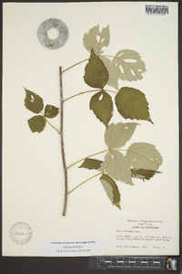 Rubus occidentalis image