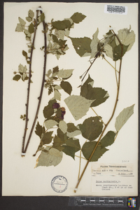 Rubus occidentalis image