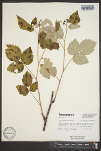 Rubus occidentalis image