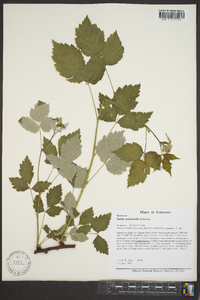 Rubus occidentalis image