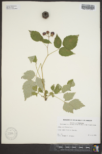 Rubus occidentalis image