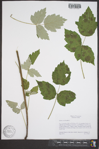 Rubus occidentalis image