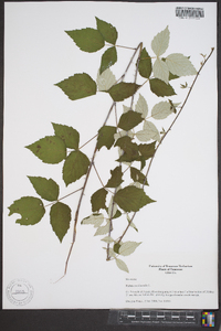 Rubus occidentalis image