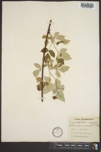 Rubus occidentalis image