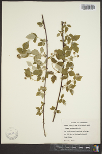 Rubus occidentalis image