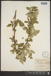 Rubus occidentalis image