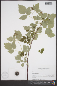 Rubus occidentalis image