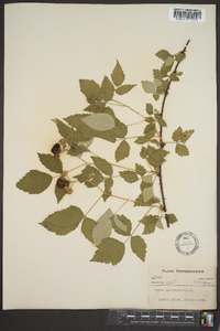 Rubus occidentalis image