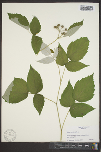 Rubus occidentalis image