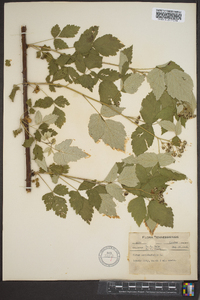 Rubus occidentalis image