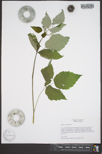 Rubus occidentalis image