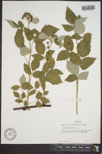 Rubus occidentalis image