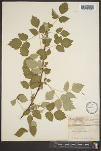 Rubus occidentalis image