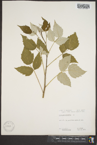 Rubus occidentalis image