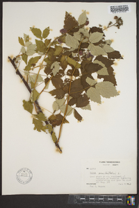 Rubus occidentalis image