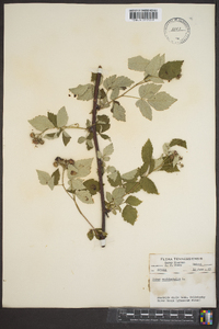 Rubus occidentalis image