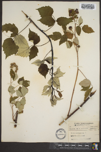 Rubus occidentalis image