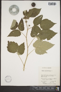 Rubus occidentalis image