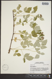 Rubus occidentalis image