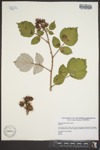 Rubus phoenicolasius image