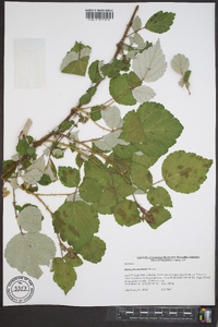 Rubus phoenicolasius image