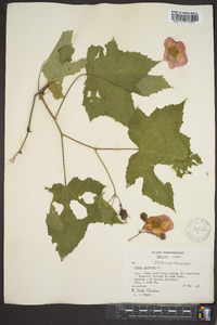 Rubus odoratus image