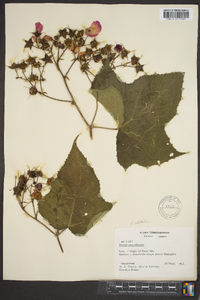 Rubus odoratus image