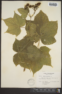 Rubus odoratus image