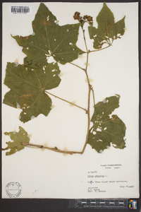 Rubus odoratus image