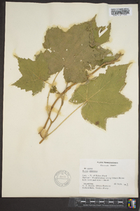 Rubus odoratus image