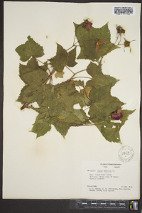 Rubus odoratus image