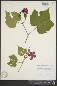 Rubus odoratus image