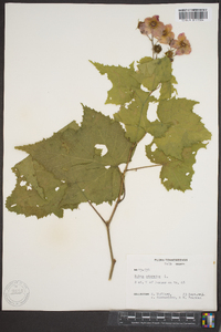 Rubus odoratus image