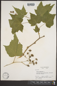 Rubus odoratus image