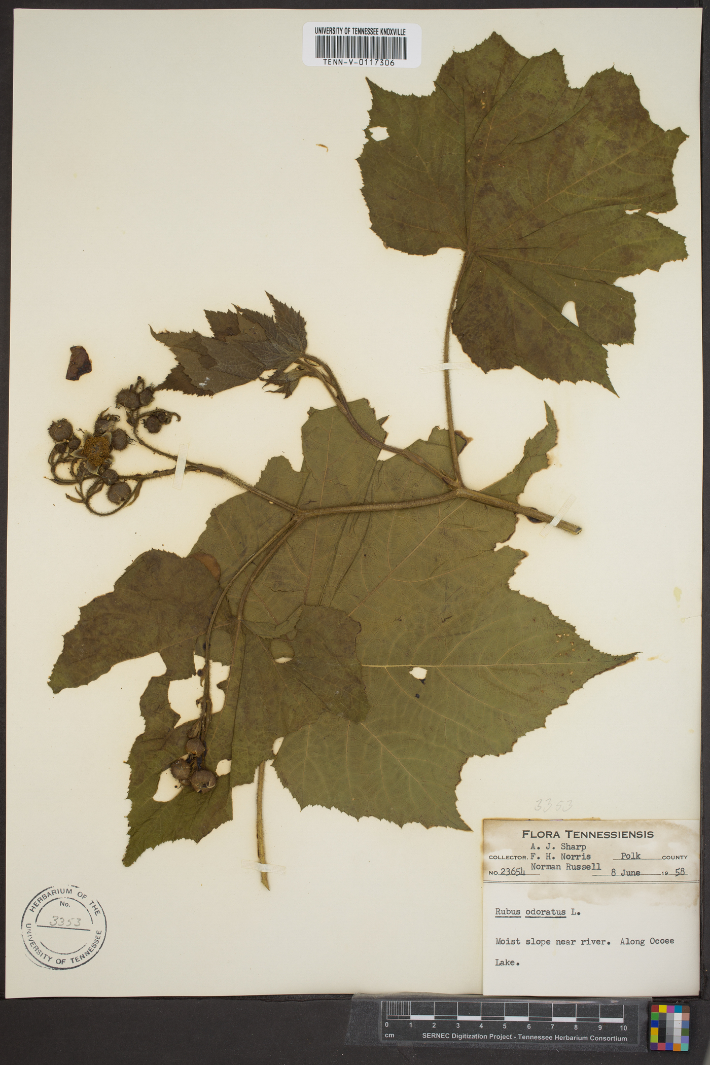 Rubus odoratus image