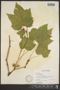 Rubus odoratus image