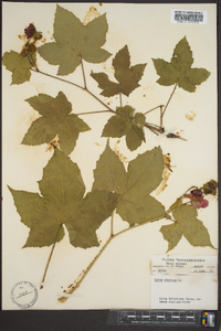 Rubus odoratus image