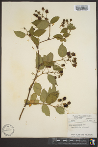 Rubus pensilvanicus image