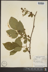 Rubus pensilvanicus image