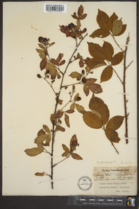 Rubus pensilvanicus image