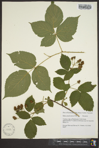 Rubus pensilvanicus image