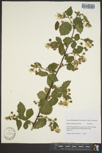 Rubus pensilvanicus image