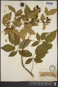 Rubus pensilvanicus image